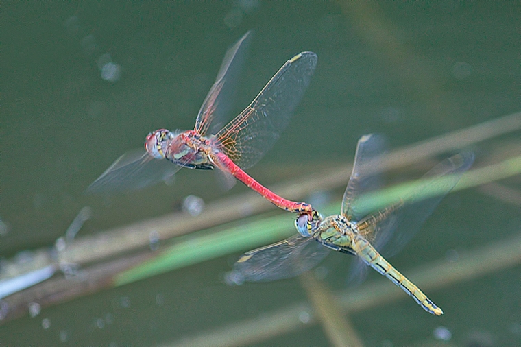 Sympetrum  fonscolombii  (tandem in deposizione)